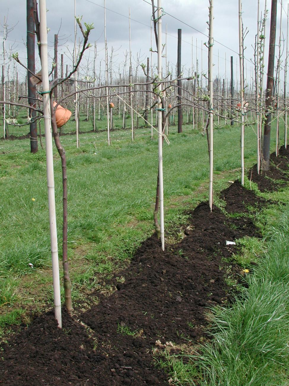 Bemesting bio Conference-peer: Combinaties van organische bemesting met ...
