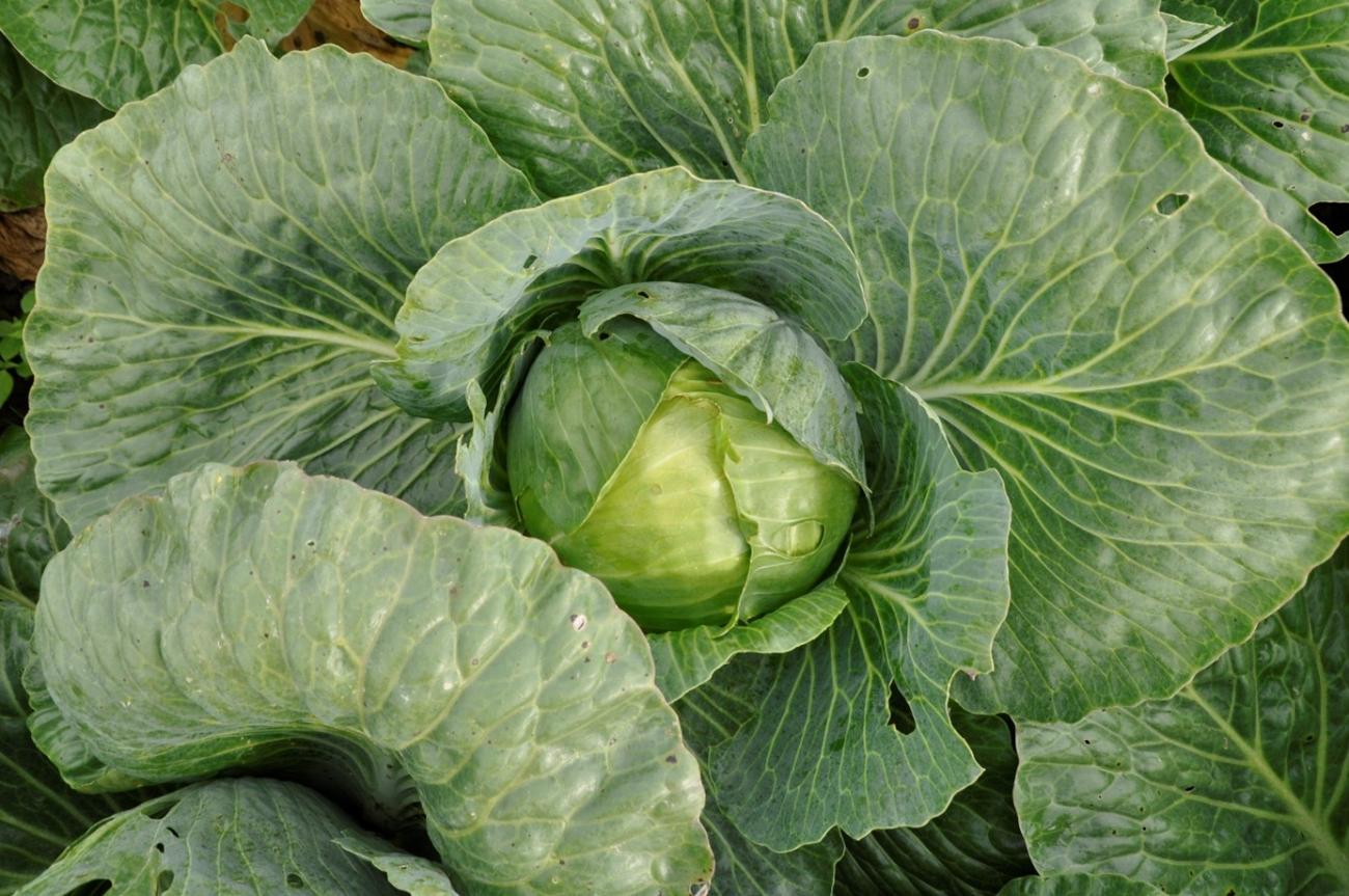 Rassenproef witte kool bio 2021 | ccbt