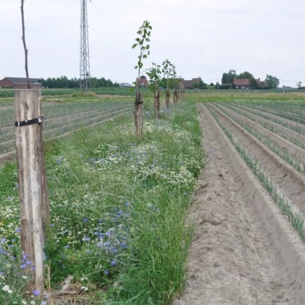 Halte bij het nieuwe agroforestry perceel