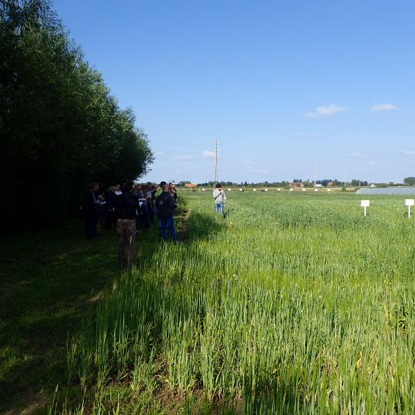 foto 16 rassen gele erwt