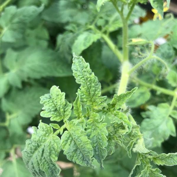 ToBRFV1_mozaik_kop_plant